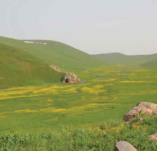 Breites Tal in grüner Berglandschaft mit Flecken von gelben Blumen und einigen Felsen.