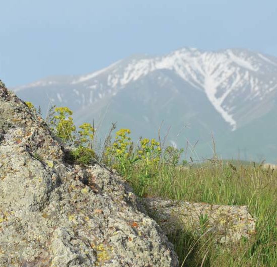 Im Vordergrund ein Felsbrocken mit gelben Blumen und im Hintergrund der schneebedeckte Gipfel eines Berges.