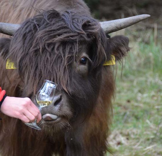 Kopf eines einjährigen, dunklen schottischen Hochlandrindes das an einem hingehaltenen Whiskyglas leckt.