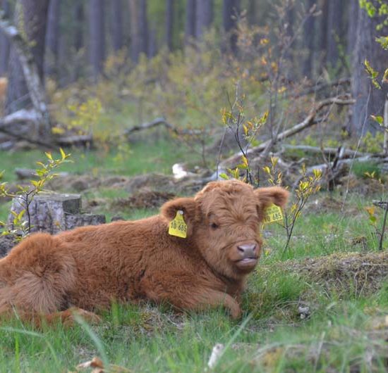 Kalb eines schottischen Hochlandrindes mit gelben Ohrmarken liegt im Wald.