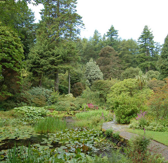 Parkanlage in Schottland mit Seerosenteich, Rhododendren und alten, hohen Bäumen.