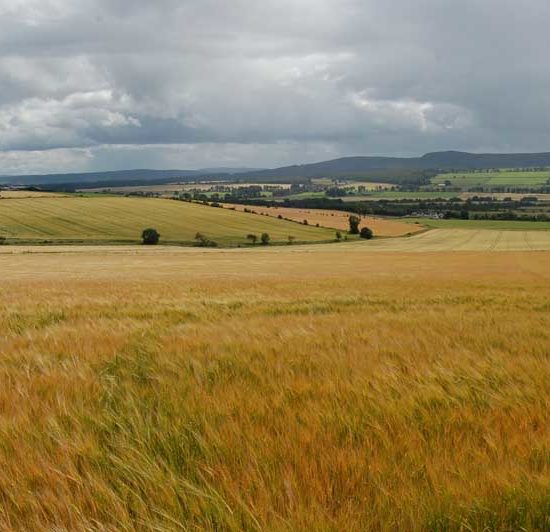 Weiter Blick über eine Hügellandschaft mit gelben Feldern reifer Gerste in den nördlichen Highlands.