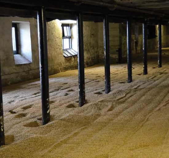 Dunkles Getriedelager mit zum Trocknen ausgelegter Gerste zwischen einer Reihe von schwarzen Säulen. Der Raum wird von zwei Fenstern in einer Bruchsteinwand von links erhellt.