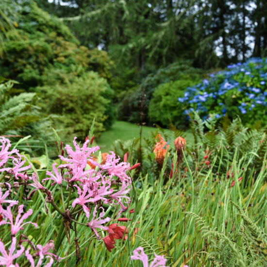 Rosa Blüten in einem üppigen Park, im Hintergrund blüht eine große blaue Hortensie.