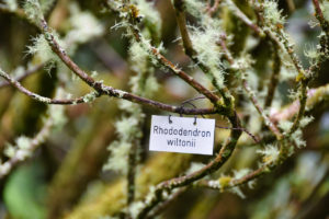 Mit Moos und Flechten bewachsener Ast, der mit einem Schild Rhododendron wiltonii beschriftet ist.