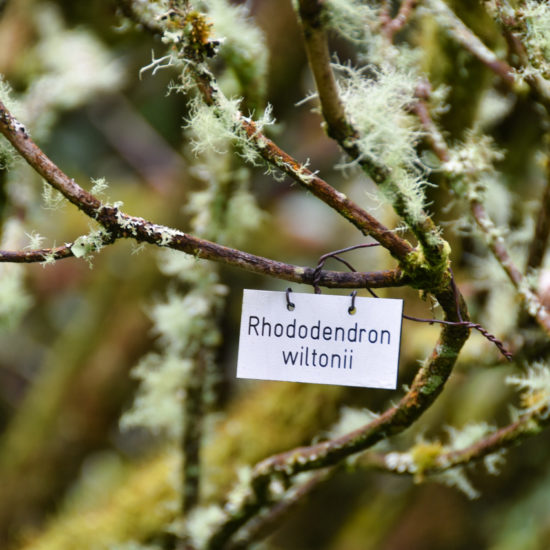 Mit Moos und Flechten bewachsener Ast, der mit einem Schild Rhododendron wiltonii beschriftet ist.