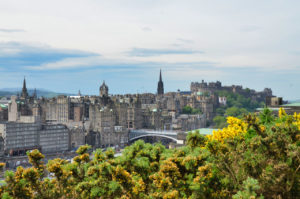 Blick über gelb blühende Ginsterbüsche auf die Old Town und Edinburgh Castle.