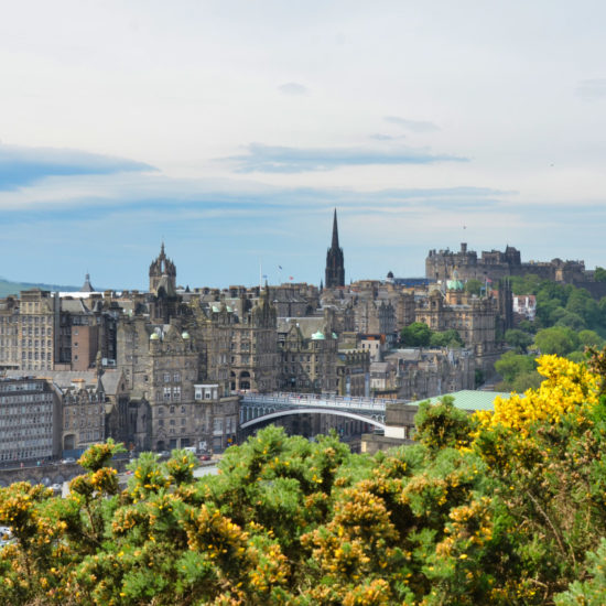 Blick über gelb blühende Ginsterbüsche auf die Old Town und Edinburgh Castle.