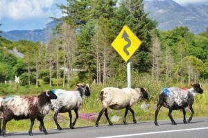 Bunt markierte Schafe laufen auf einer Straße. Im Hintergrund ein gelbes Hinweisschild auf kurvige Strecke, Bäume und Berge.