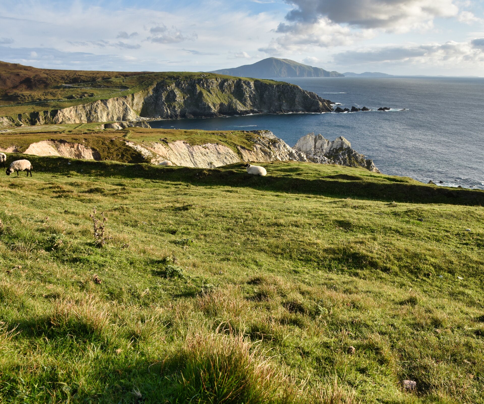 Im Hintergrund blaues Meer und die Steilküste Irlands. Davor liegt eine grüne Wiese, auf der Schafe weiden.